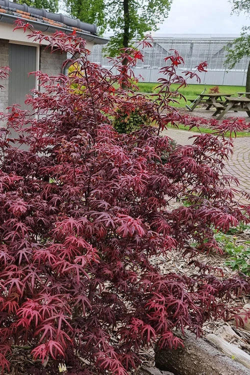 Peve's Starfish Japanese Maple - 3 Gallon Pot (2.5') 4 Peve's Starfish Japanese Maple - 3 Gallon Pot (2.5') - Image 4