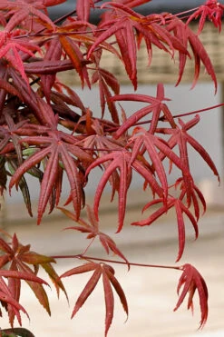 Peve's Starfish Japanese Maple - 5 Gallon Pot (4.5-5.5') -Wilson Bros Gardens acer palmatum peves starfish japanese maple 13 3