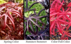 Peve's Starfish Japanese Maple - 3 Gallon Pot (2.5') 15 Peve's Starfish Japanese Maple - 3 Gallon Pot (2.5') -Wilson Bros Gardens acer palmatum peves starfish japanese maple 2 4