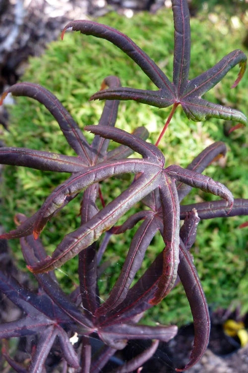 Peve's Starfish Japanese Maple - 7 Gallon Pot (7-8' HT) 7 Peve's Starfish Japanese Maple - 7 Gallon Pot (7-8' HT) - Image 7