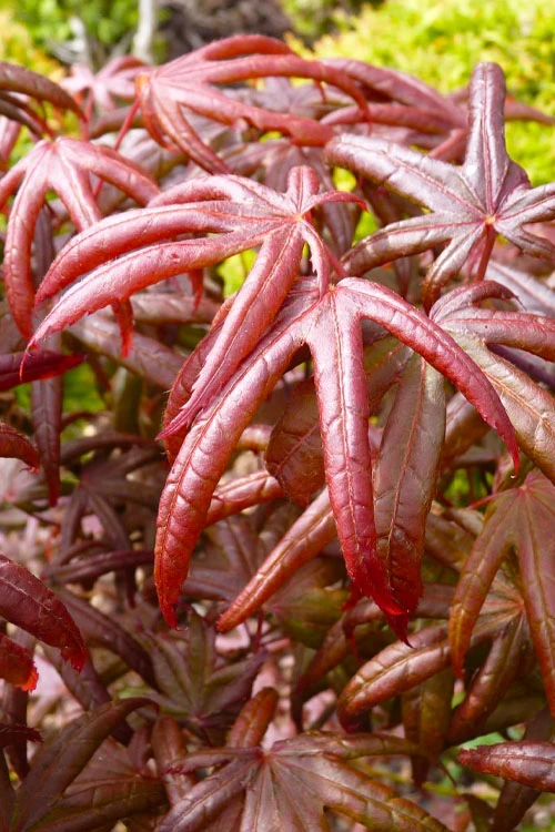 Peve's Starfish Japanese Maple - 3 Gallon Pot (2.5') 6 Peve's Starfish Japanese Maple - 3 Gallon Pot (2.5') - Image 6