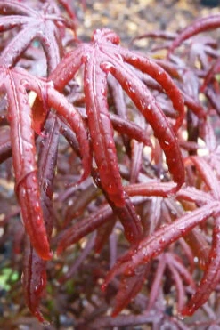 Peve's Starfish Japanese Maple - 7 Gallon Pot (7-8' HT) 19 Peve's Starfish Japanese Maple - 7 Gallon Pot (7-8' HT) -Wilson Bros Gardens acer palmatum peves starfish japanese maple 9 1