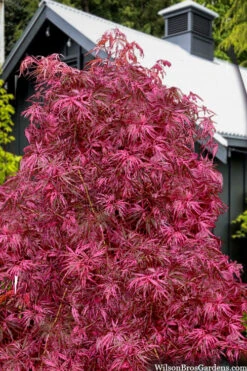 Pink BallerinaJapanese Maple - 5 Gallon Pot