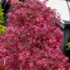 Pink BallerinaJapanese Maple - 1 Gallon Pot