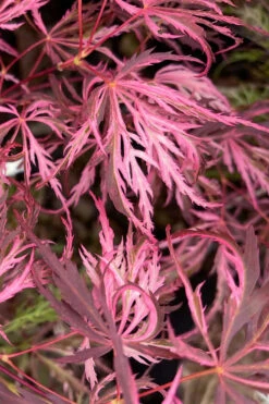 Pink BallerinaJapanese Maple - 2 Gallon Pot -Wilson Bros Gardens acer palmatum pink ballerina 3