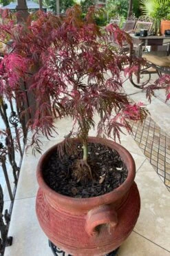 Pink Ballerina Japanese Maple - 3 Gallon Pot 9 Pink Ballerina Japanese Maple - 3 Gallon Pot -Wilson Bros Gardens acer palmatum pink ballerina japanese maple 4 2