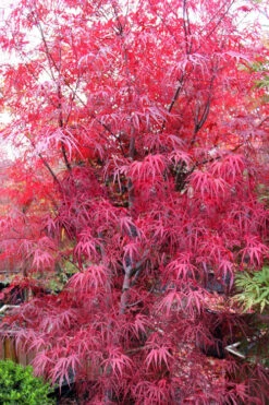 Pung Kil Japanese Maple - 3 Gallon Pot (3.5-4')