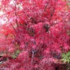 Pung Kil Japanese Maple - 3 Gallon Pot (4-5')
