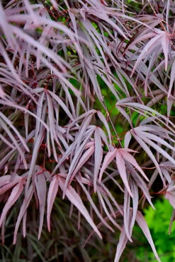Pung Kil Japanese Maple - 3 Gallon Pot (3.5-4') -Wilson Bros Gardens acer palmatum pung kil japanese maple 2 1
