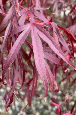Pung Kil Japanese Maple - 3 Gallon Pot (2-3') -Wilson Bros Gardens acer palmatum pung kil japanese maple 3 2