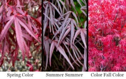 Pung Kil Japanese Maple - 3 Gallon Pot (3.5-4') -Wilson Bros Gardens acer palmatum pung kil japanese maple 4 1