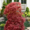 Red Filigree Lace Weeping Japanese Maple - 3 Gallon Pot