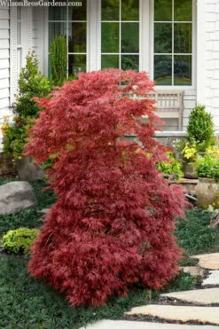 Red Filigree Lace Weeping Japanese Maple - 1 Gallon Pot