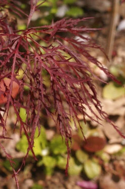 Red Filigree Lace Weeping Japanese Maple - 3 Gallon Pot 13 Red Filigree Lace Weeping Japanese Maple - 3 Gallon Pot -Wilson Bros Gardens acer palmatum red filigree japanese maple 2 1