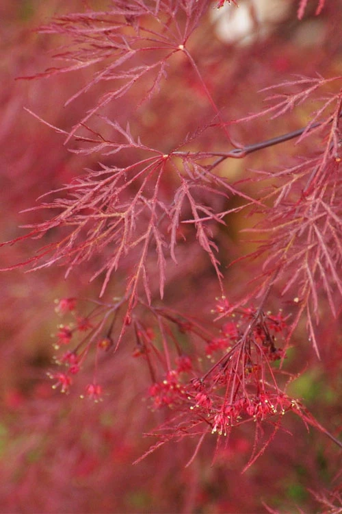 Red Filigree Lace Weeping Japanese Maple - 1 Gallon Pot 5 Red Filigree Lace Weeping Japanese Maple - 1 Gallon Pot - Image 5