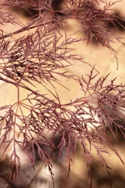 Red Filigree Lace Weeping Japanese Maple - 1 Gallon Pot 14 Red Filigree Lace Weeping Japanese Maple - 1 Gallon Pot -Wilson Bros Gardens acer palmatum red filigree japanese maple 5 2