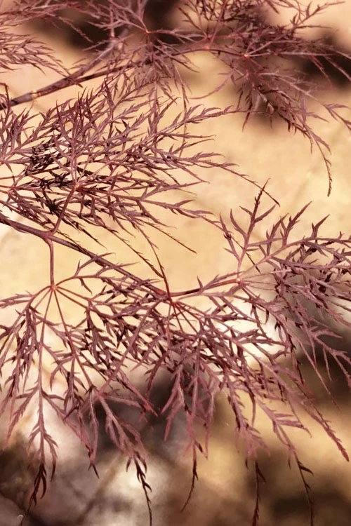 Red Filigree Lace Weeping Japanese Maple - 1 Gallon Pot 7 Red Filigree Lace Weeping Japanese Maple - 1 Gallon Pot - Image 7