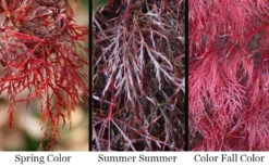 Red Filigree Lace Weeping Japanese Maple - 3 Gallon Pot 11 Red Filigree Lace Weeping Japanese Maple - 3 Gallon Pot -Wilson Bros Gardens acer palmatum red filigree japanese maple 7 1