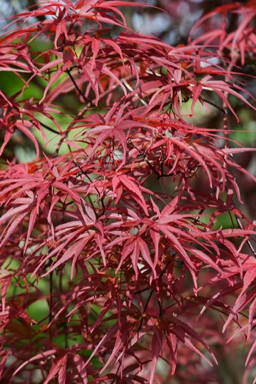 Red Pygmy Japanese Maple - 3 Gallon Pot 6 Red Pygmy Japanese Maple - 3 Gallon Pot - Image 6