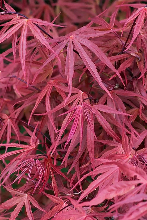 Red Pygmy Japanese Maple - 3 Gallon Pot 5 Red Pygmy Japanese Maple - 3 Gallon Pot - Image 5