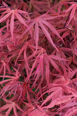 Red Pygmy Japanese Maple - 5 Gallon Pot -Wilson Bros Gardens acer palmatum red pygmy japanese maple 2 2