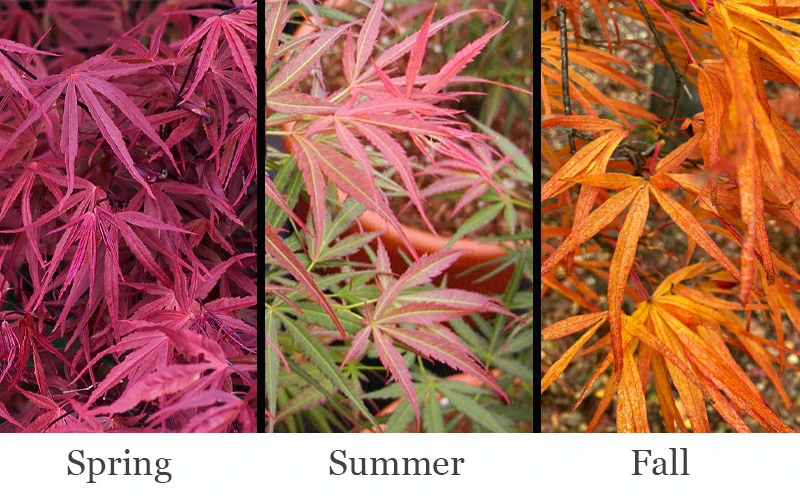Red Pygmy Japanese Maple - 3 Gallon Pot 4 Red Pygmy Japanese Maple - 3 Gallon Pot - Image 4