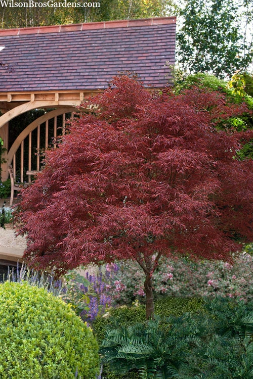 Red Pygmy Japanese Maple - 3 Gallon Pot 1 Red Pygmy Japanese Maple - 3 Gallon Pot