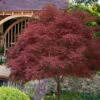 Red Pygmy Japanese Maple - 5 Gallon Pot