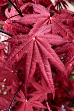 Rhode Island Red Japanese Maple - 3 Gallon Pot (2-3') -Wilson Bros Gardens acer palmatum rhode island red japanese maple 2 2