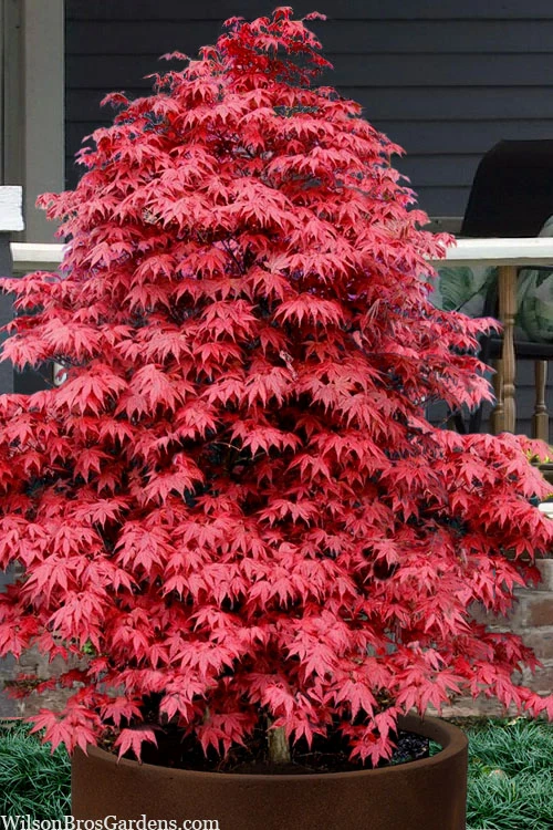 Rhode Island Red Japanese Maple - 1 Gallon Pot 1 Rhode Island Red Japanese Maple - 1 Gallon Pot