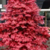 Rhode Island Red Japanese Maple - 3 Gallon Pot (2-3')