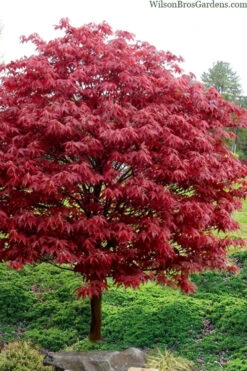 Rhode Island Red Japanese Maple - 2 Gallon Pot -Wilson Bros Gardens acer palmatum rhode island red japanese maple 4