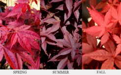 Rhode Island Red Japanese Maple - 3 Gallon Pot (2-3') -Wilson Bros Gardens acer palmatum rhode island red japanese maple 6 2