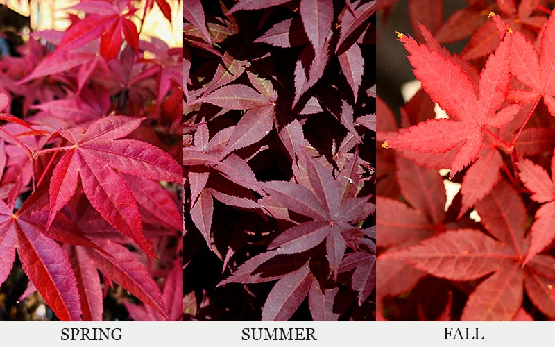 Rhode Island Red Japanese Maple (High Graft Tree Form) - 1 Gallon Pot (2-3') 5 Rhode Island Red Japanese Maple (High Graft Tree Form) - 1 Gallon Pot (2-3') - Image 5
