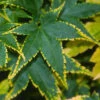 Sagara Nishiki Japanese Maple - 3 Gallon Pot (2-3')