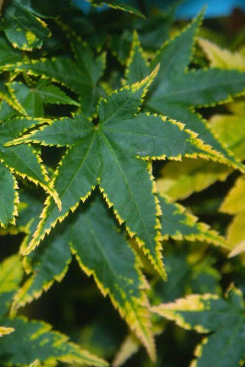 Sagara Nishiki Japanese Maple - 3 Gallon Pot (2-3') 1 Sagara Nishiki Japanese Maple - 3 Gallon Pot (2-3')