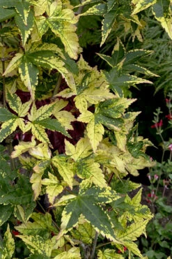 Sagara Nishiki Japanese Maple - 5 Gallon Pot -Wilson Bros Gardens acer palmatum sagara nishiki japanese maple 7 2