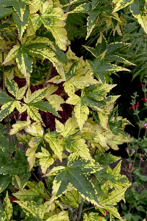 Sagara Nishiki Japanese Maple - 3 Gallon Pot (3.5-4.5') 6 Sagara Nishiki Japanese Maple - 3 Gallon Pot (3.5-4.5') - Image 6