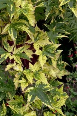 Sagara Nishiki Japanese Maple - 3 Gallon Pot -Wilson Bros Gardens acer palmatum sagara nishiki japanese maple 7 4