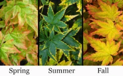 Sagara Nishiki Japanese Maple - 5 Gallon Pot -Wilson Bros Gardens acer palmatum sagara nishiki japanese maple 8 2