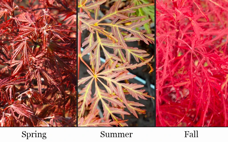 Scarlet Princess Dwarf Japanese Maple (High Graft Tree Form) - 1 Gallon Pot 4 Scarlet Princess Dwarf Japanese Maple (High Graft Tree Form) - 1 Gallon Pot - Image 4