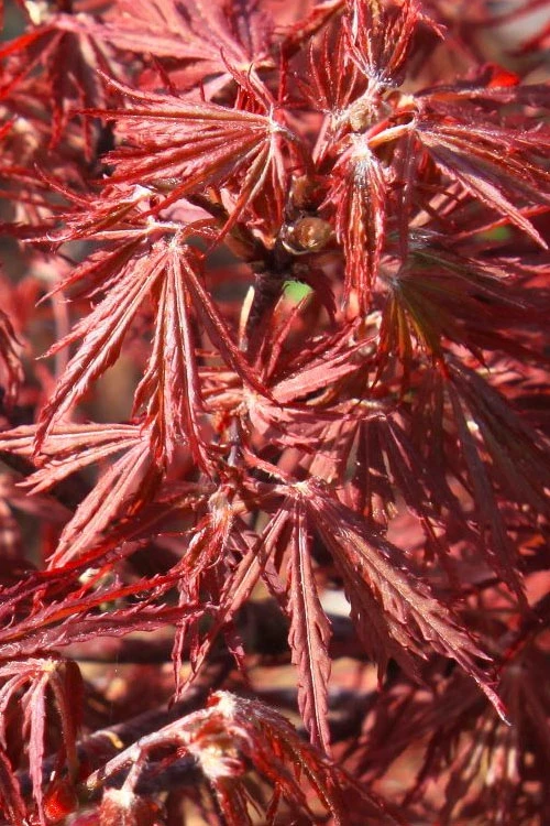 Scarlet Princess Dwarf Japanese Maple (High Graft Tree Form) - 1 Gallon Pot 5 Scarlet Princess Dwarf Japanese Maple (High Graft Tree Form) - 1 Gallon Pot - Image 5