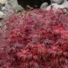 Scarlet Princess Dwarf Japanese Maple - 3 Gallon Pot