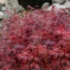 Scarlet Princess Dwarf Japanese Maple - 5 Gallon Pot