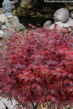 Scarlet Princess Dwarf Japanese Maple - 5 Gallon Pot