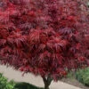 Scarlet Princess Dwarf Japanese Maple - Tree Form - 3 Gallon Pot