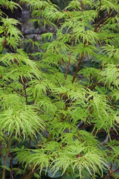 Seiryu Japanese Maple - 1 Gallon Pot (24-30") -Wilson Bros Gardens acer palmatum seiryu japanese maple 21 1