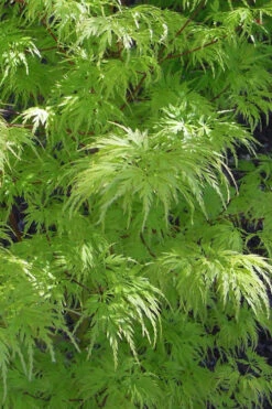 Seiryu Japanese Maple - 1 Gallon Pot -Wilson Bros Gardens acer palmatum seiryu japanese maple 22