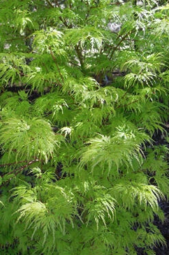 Seiryu Japanese Maple - 3 Gallon Pot (4-5') -Wilson Bros Gardens acer palmatum seiryu japanese maple 23 2