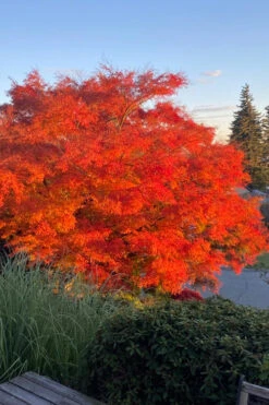 Seiryu Japanese Maple - 1 Gallon Pot -Wilson Bros Gardens acer palmatum seiryu japanese maple 24